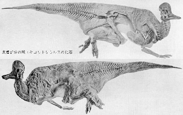 化石 恐竜ハドロサウルス科の肋骨 実物 産地・種類不明 64