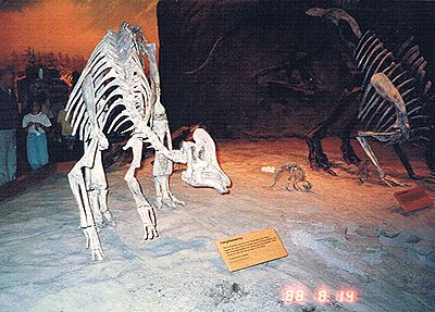 アルバータケラトプスの歯 恐竜 角竜 化石 白亜紀 カナダ