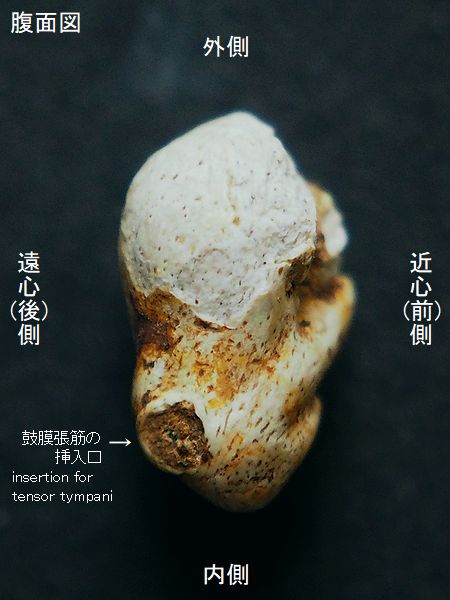 浜辺の骨 耳石 魚の骨 肩甲骨 浜辺の骨 耳石 魚の骨 肩甲骨