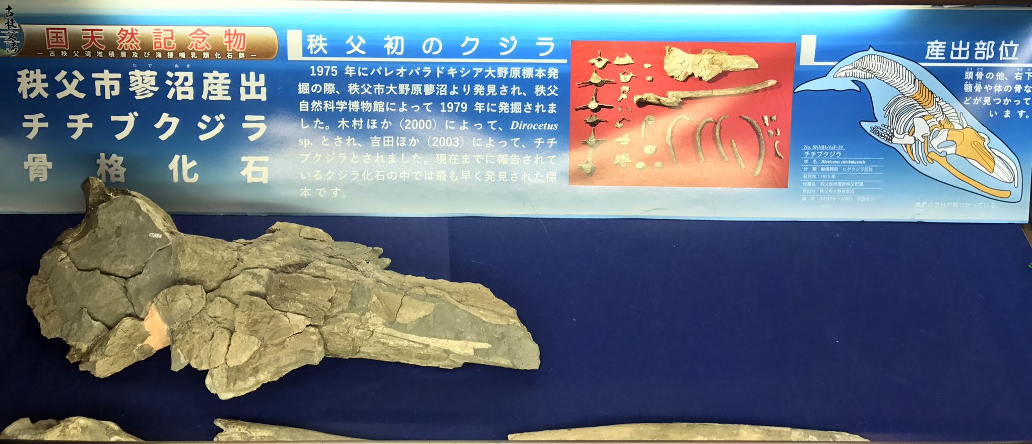 クジラの髭 約200cm 1967年 アラスカ クジラの髭 約200cm 1967年 アラスカ