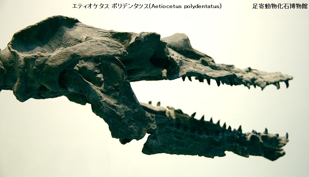 higekujira16.jpg