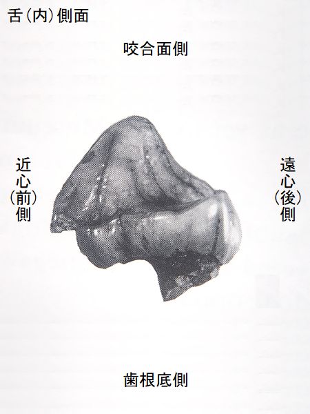 に分かれた初期のものと考えられている。