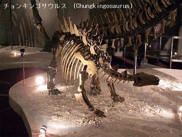 ケントロサウルスの肋骨　恐竜　化石　ジュラ紀　アフリカ　ステゴサウルス　剣竜 ケントロサウルス - Wikipedia