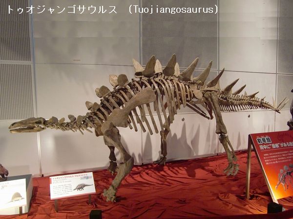 破格！　恐竜の脊椎骨　アメリカ産　ジュラ紀　化石 Amazon.co.jp: オーバーロード スカル ドラゴン スケルトン