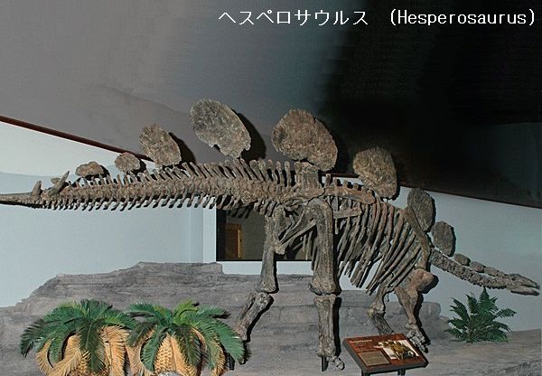 ケントロサウルスの肋骨　恐竜　化石　ジュラ紀　アフリカ　ステゴサウルス　剣竜 ケントロサウルスの肋骨 恐竜 化石 ジュラ紀 アフリカ
