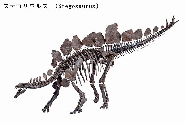 ケントロサウルスの肋骨　恐竜　化石　ジュラ紀　アフリカ　ステゴサウルス　剣竜 kenryu32.jpg