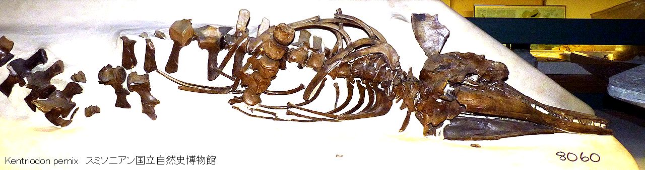 kentriodon10.jpg