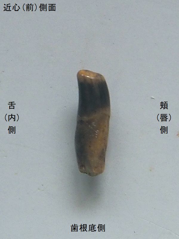化石　右と左 kujiraha0013.jpg