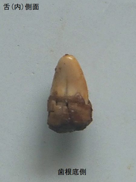 化石　右と左 kujiraha0013.jpg