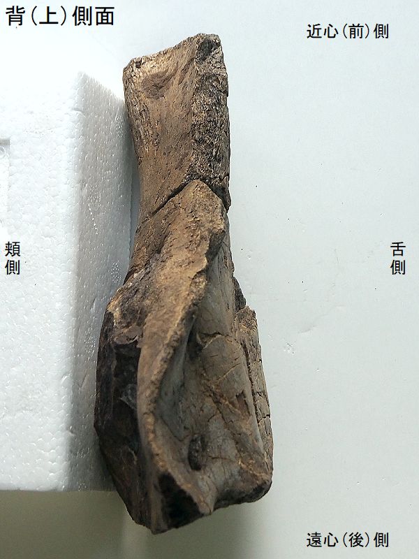 lambeo0013.jpg lambeo0013.jpg