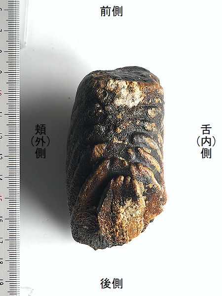 mammu011.jpg