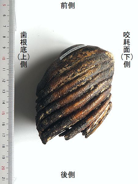 mammu013.jpg