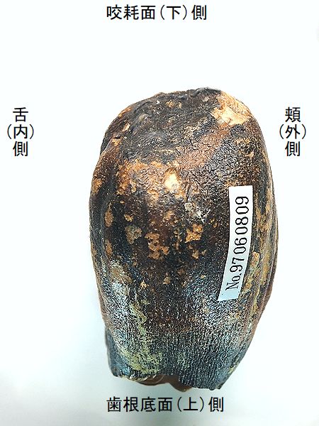 mammu015.jpg