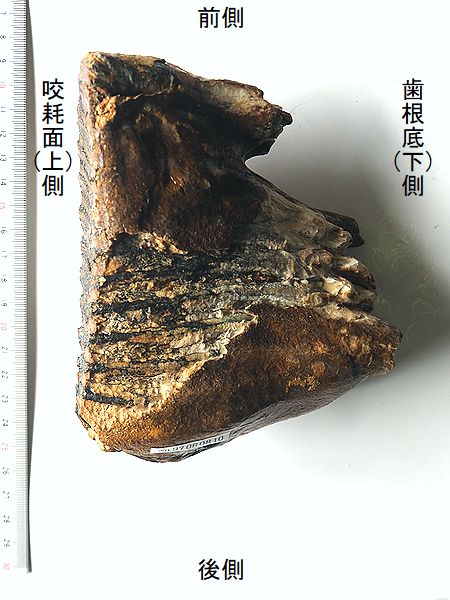 ハンガリー産 メリジオナリスゾウの臼歯化石 ハンガリー産 メリジオナリスゾウの臼歯化石 - メルカリ