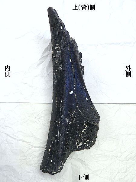 nauman012.jpg