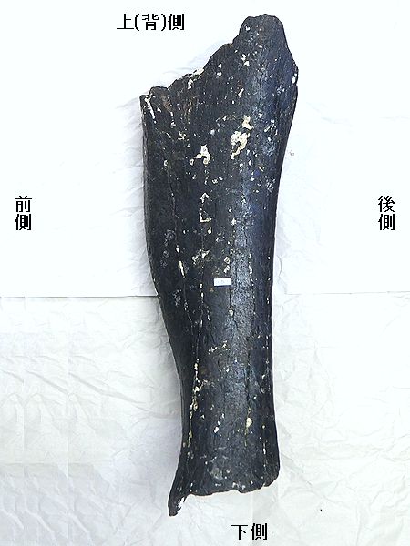 海揚がり　ナウマンゾウ　化石　牙？ 2025年最新】化石 ナウマンゾウの人気アイテム - メルカリ