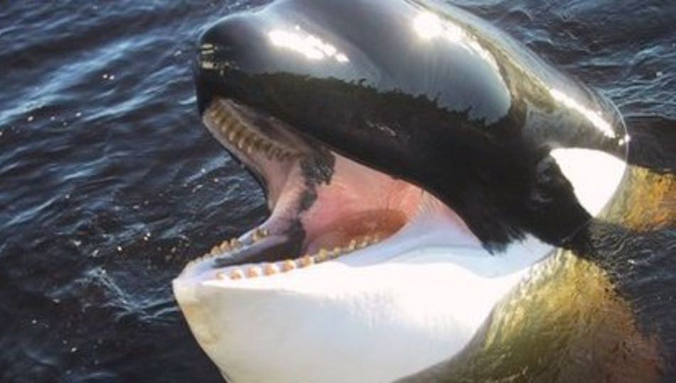 orca01.jpg