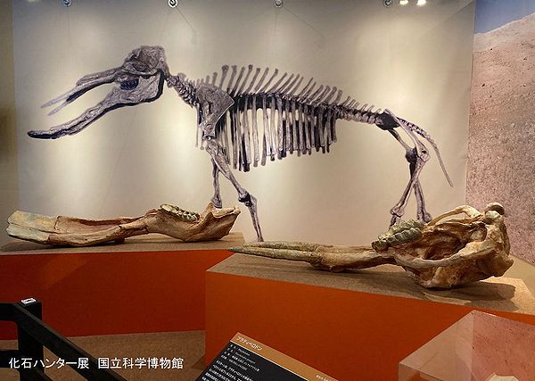 【★希少】プラティベロドンの歯の化石　象の祖先 platyhone07.jpg