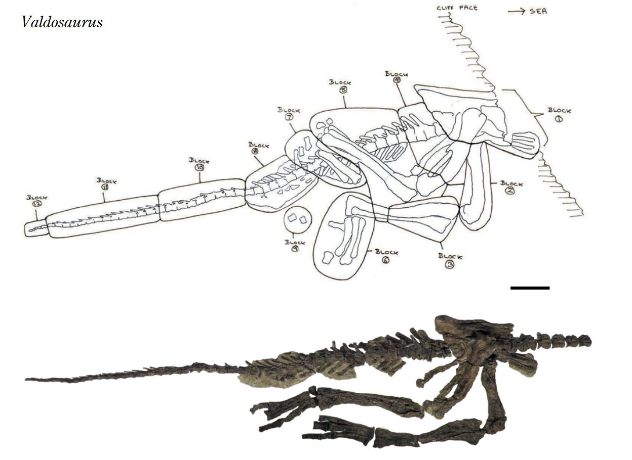 ⑤ ヴァルドサウルス (Valdosaurus)