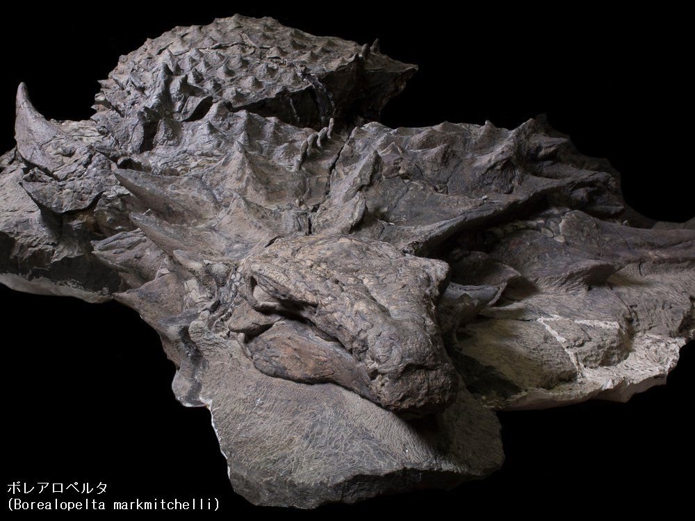 超希少！　ノドサウルスの装甲板とアンキロサウルスの装甲板 アンキロサウルスの装甲(そうこう)化石 恐竜 販売