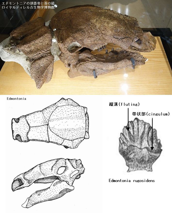 超希少！ ノドサウルスの装甲板とアンキロサウルスの装甲板