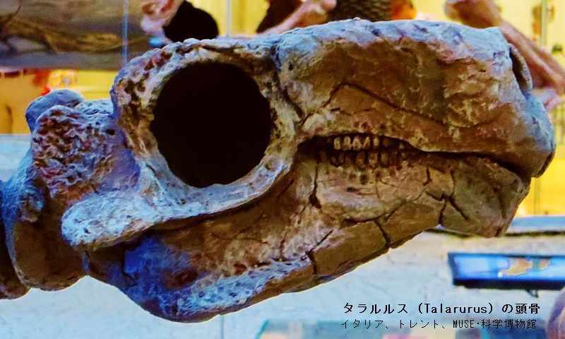 大希少！サルコスクス・インペラトルの装甲骨鱗　白亜紀中期　アフリカ 全国総量無料で 大希少！サルコスクス・インペラトルの装甲骨鱗